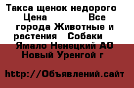 Такса щенок недорого › Цена ­ 15 000 - Все города Животные и растения » Собаки   . Ямало-Ненецкий АО,Новый Уренгой г.